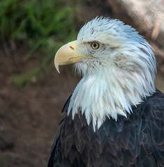 Obraz premium Bald Eagle