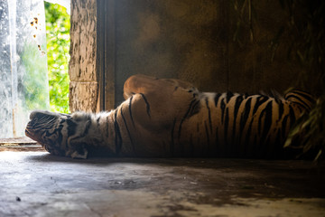 tiger katze wildkatze Raubtier Hintergrundbild