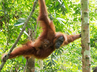 Obraz premium orang utan with little baby