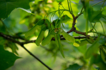 green seeds of tree in spring