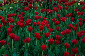 Obraz premium field of red tulips