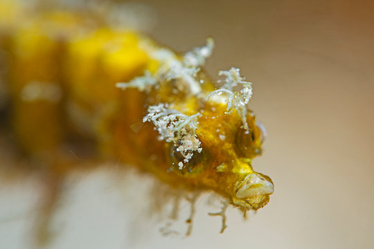 Underwater portrait photography of a pygmy pipehorse.