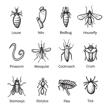 Insect parasite icon set, bugs with names