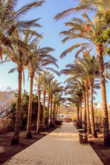 Fototapeta na wymiar palm trees in egypt beautiful vegetation landscape