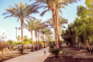 palm trees in egypt beautiful vegetation landscape