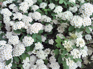Spring blooming shrub with many white flowers - Spirea Spiraea cantoniensis . Also known as Reeve's...