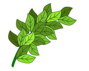 Green branch with leaves - vector image. Thick green fluffy branch with fresh spring leaves.