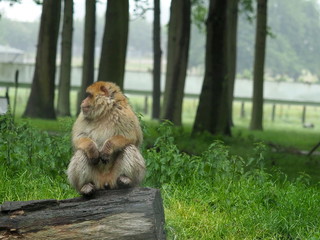 Bedfordshire, UK - June 2019 – Barbary Macaque Monkey (Maca Sylvanus) 