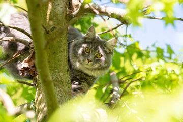 low angle view of a young blue tabby maine coon cat looking down at camera from tree curiously on a sunny day - Powered by Adobe