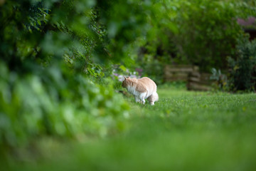 beige white maine coon cat on the prowl in green garden