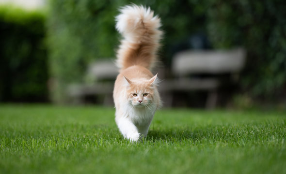 Beige White Maine Coon Cat With Extremely Big Fluffy Tail Walking Towards Camera On Green Grass In The  Back Yard In Front Of Wooden Benches In Blurry Background