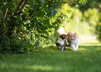 front view of a tabby white british shorthair cat hissing at beige maine coon cat in the back yard on a sunny day next to bushes