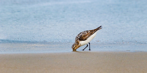 Sanderling Outer Banks 10