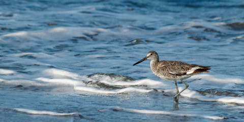 Willet Outer Banks 01