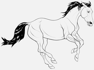 Black and white illustration of a galloping horse. The young stallion with dark mane pulled his ears back and proudly moving at a fast pace. Vector clip art, decoration element.