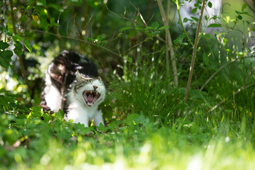 white tabby domestic shorthair cat in high grass yawning on sunny day