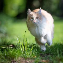 Naklejka na ściany i meble front view of fluffy beige white maine coon cat running on green grass in the back yard at high speed on a sunny summer day