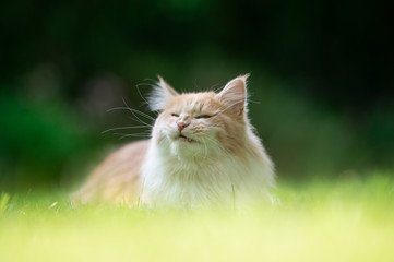 Naklejka na ściany i meble sequence of a fawn beige maine coon cat yawning outdoors in nature on a sunny day [8 of 8]