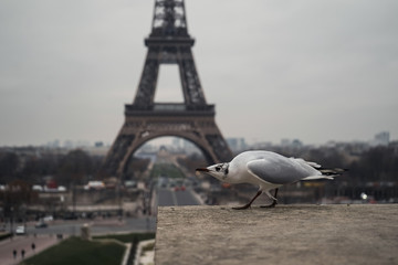 seagull on post in paris
