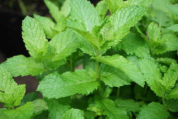 Fresh Mint Leaves in a Garden