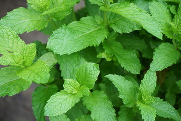 Fresh Mint Leaves in a Garden
