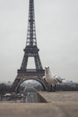 seagull on post in paris