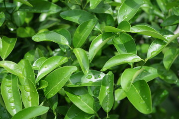 Lime Leafs with Rain Drops