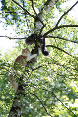 two young playful maine coon cats climbing on birch tree on a sunny summer day looking at camera
