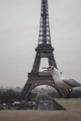 seagull on post in paris