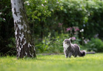 young blue tabby maine coon cat with fluffy tail standing on green grass in the back yard looking up next to a birch tree