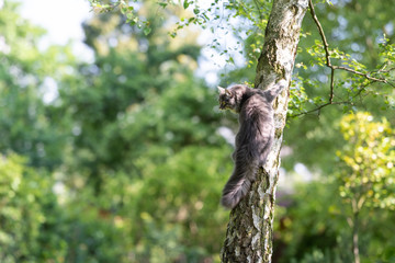 young blue tabby maine coon cat climbing up a birch tree in the back yard looking to the side on sunny summer day