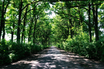 Fototapeta premium A road is surrounded by a lot of green trees in a forest. There are a lot of bushes around. The road has poor quality - asphalt is very old. The Sun is shining through trees.