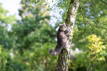 young blue tabby maine coon cat climbing up a birch tree in the back yard looking back at camera on sunny summer day