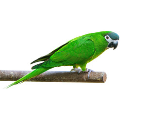 Hanh macaw or red-shouldered macaw, beautiful green bird isolated perching on the branch with white background and clipping path.