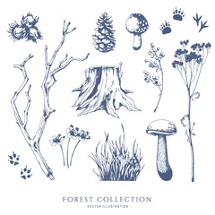 Nature hand drawn vector sketch. Collection of forest plants. Mushroom, grass, hazelnut, berries, cones, animal tracks.