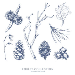 Vector collection of forest plantss. Pine cones, tree twig, berries, hazelnut, oak leaf. Hand drawn sketch.