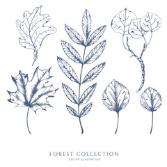 Nature hand drawn vector sketch. Collection of forest plants. Leaves of ash, maple, aspen.