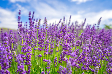 Beautiful lavender flower