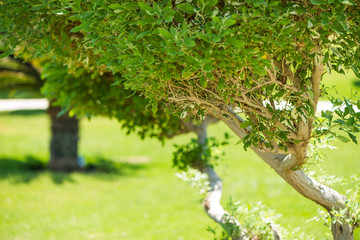 Obraz premium fresh green decorative park trees background