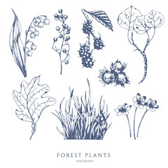 Vector collection of forest plants and berries. Lily of the valley, mulberry, berry, grass, aspen, hazelnut, oak leaf. Hand drawn sketch.