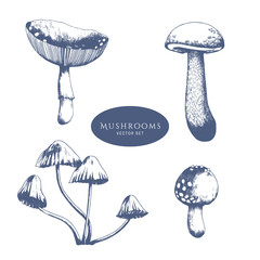 Forest mushrooms vector hand drawn illustration.
