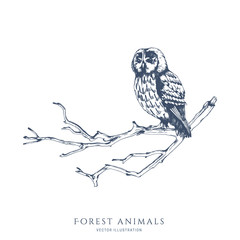 Owl sitting on a tree branch monochrome hand drawn sketch. Wildlife vector illustration. Forest bird.