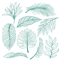 Set of tropical plants leaves. Botanical vector outline. Coconut palm, monstera, banana tree.
