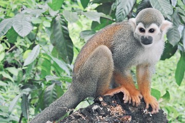 Fototapeta premium singe écureuil