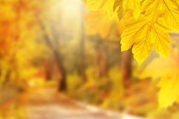 Naklejka na ściany i meble Autumn background. Yellow leaf in autumn park on a blurred background