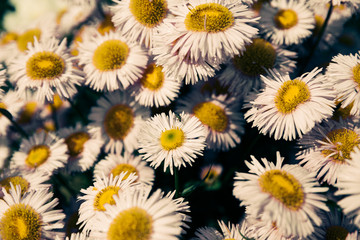 Closeup of blooming chamomile in garden, summer background