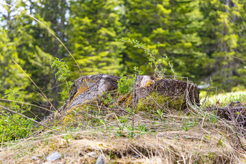 Baumstumpf mit Wald im Hintergrund
