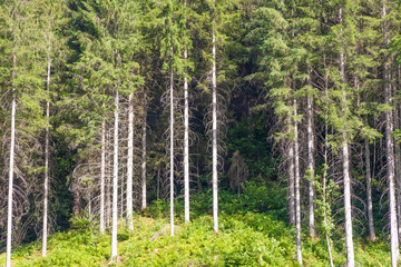 Fototapeta premium Bäume auf Hügel im Wald