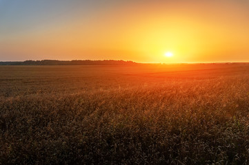 Obraz premium Field of ripe rye in sunset light