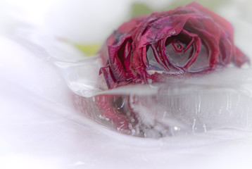 Rose Rot aufgetaut in Eis Block